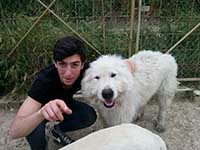  abruzzese shepherd baffo type